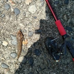 尾鷲港で遊びました