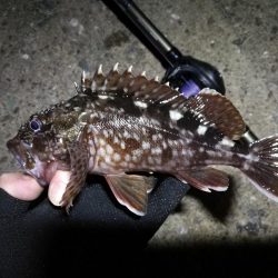 【釣り】南港ヘチ釣行 (8/29 天候不安定の南港ヘチ。。ガシラ、シーバス 釣果有り)