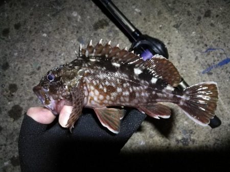 【釣り】南港ヘチ釣行 (8/29 天候不安定の南港ヘチ。。ガシラ、シーバス 釣果有り)