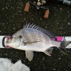 南港ヘチ釣行 (8/31 降ったり止んだりの南港ヘチ キビレチヌ、ガシラ 釣果有り)