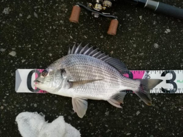 南港ヘチ釣行 (8/31 降ったり止んだりの南港ヘチ キビレチヌ、ガシラ 釣果有り)