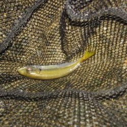 ワインドとアジング