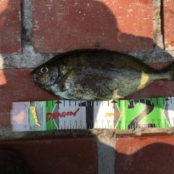 アイゴ、ツバス、サヨリほか