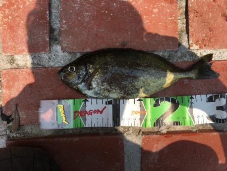 アイゴ、ツバス、サヨリほか