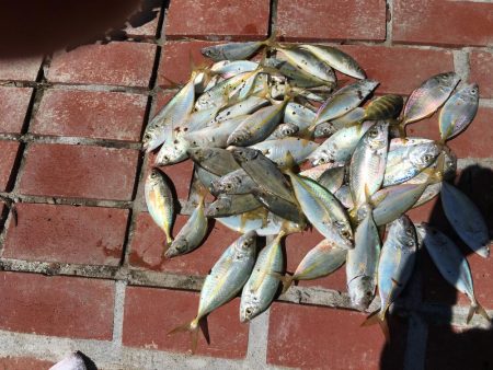 シマアジ大漁46匹