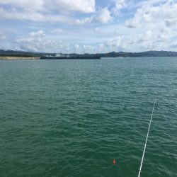 ツバス、メッキのみ