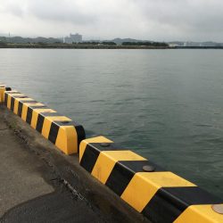 アイゴ30㎝超級1匹