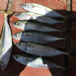 メッキ21匹ほか