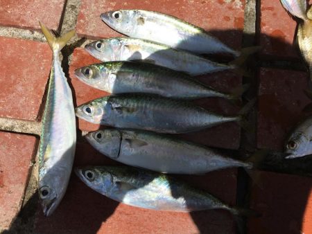 メッキ21匹ほか