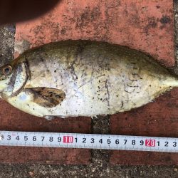 アイゴ、ボラ、メバルほか