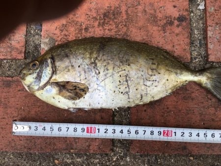 アイゴ、ボラ、メバルほか