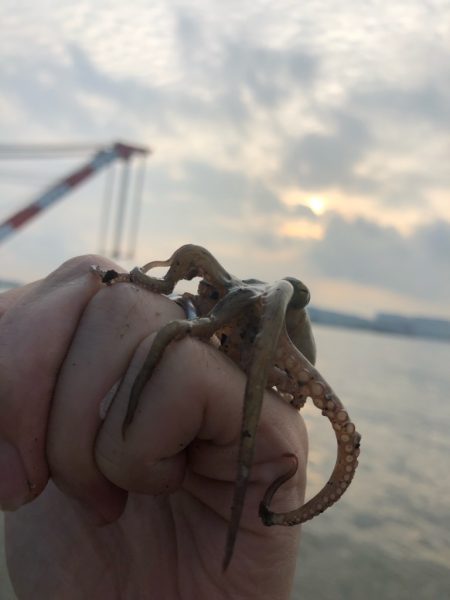 オクトッパッシング