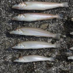 猛暑の投げ釣り