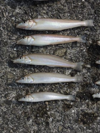 猛暑の投げ釣り