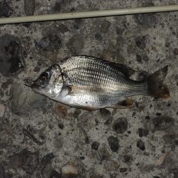 夏のエビ撒き釣り