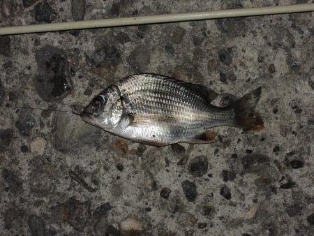 夏のエビ撒き釣り