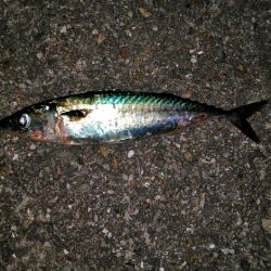 おおお　おおサバ　アゲイン