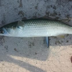 潮が少し動き出したタイミングで