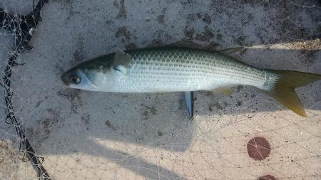 潮が少し動き出したタイミングで