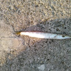 ライトショアジギング