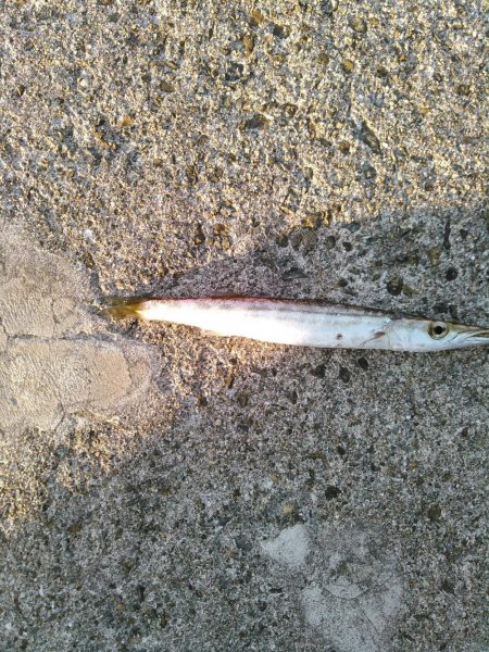 ライトショアジギング