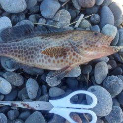 ゴミだらけの片浜