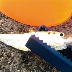 浜名湖 ライトゲーム