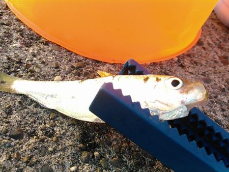 浜名湖 ライトゲーム