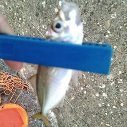 浜名湖 ライトゲーム