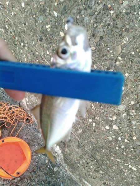 浜名湖 ライトゲーム