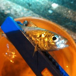 浜名湖 アジング ナイトゲーム