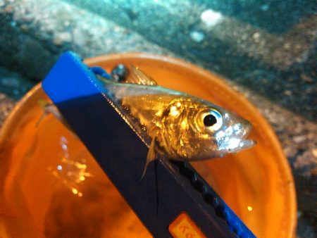 浜名湖 アジング ナイトゲーム