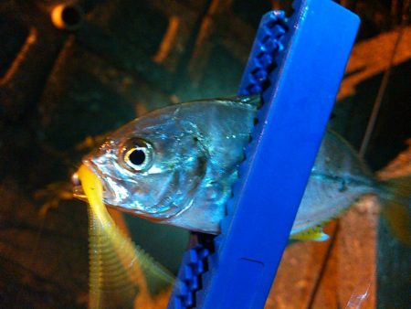 浜名湖 メッキが釣れています