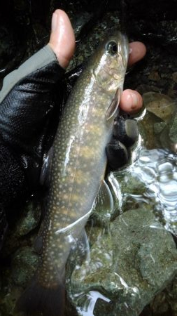 ルアーの違いで！？