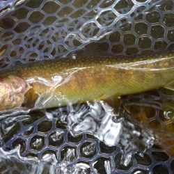 アタリがないのに!?