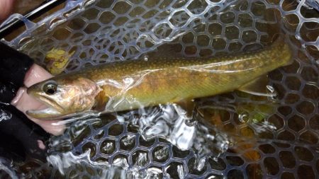 アタリがないのに!?