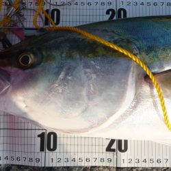 もう少しでブリ!!