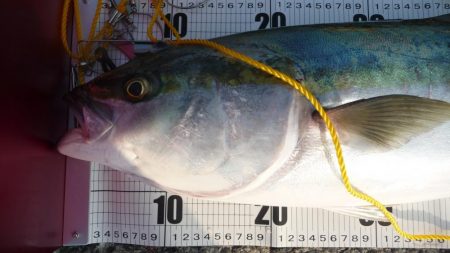 もう少しでブリ!!