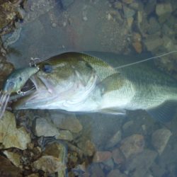 浮きゴミ狙いで