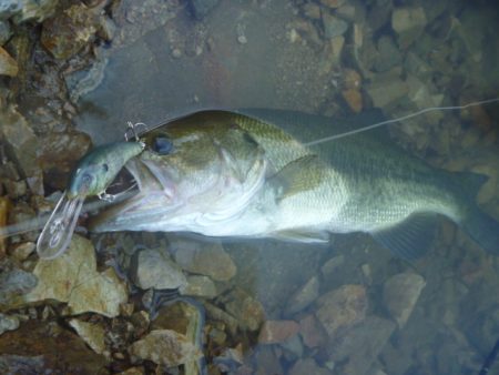 浮きゴミ狙いで