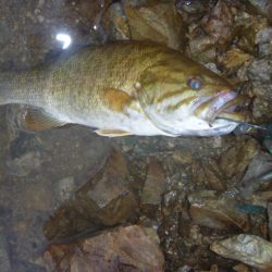 ノーシンカーリグ