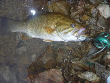 ノーシンカーリグ