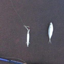 チビカマス回遊確認