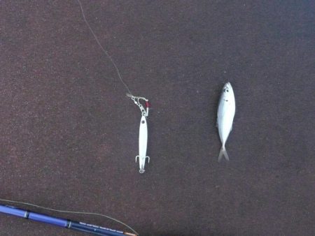 チビカマス回遊確認