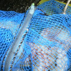 濁りきついがタコ