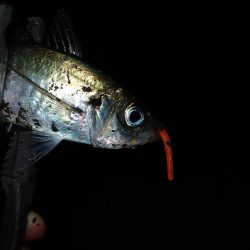 20cmクラス連発! 2.5時間釣行(^^)