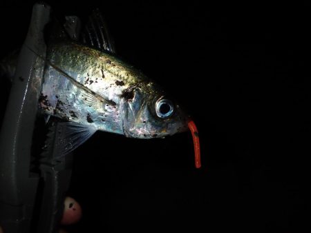 20cmクラス連発! 2.5時間釣行(^^)