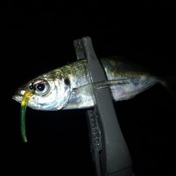 やっぱり下げ潮！