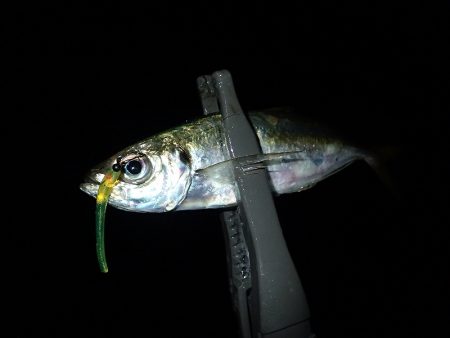 やっぱり下げ潮！