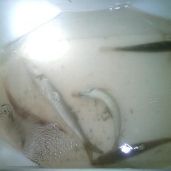 半夜の紀州釣り